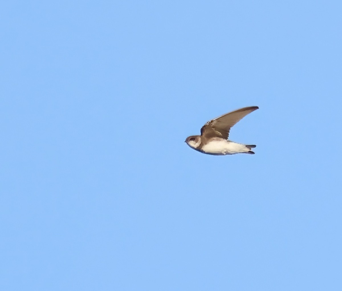 Bank Swallow - ML644015577