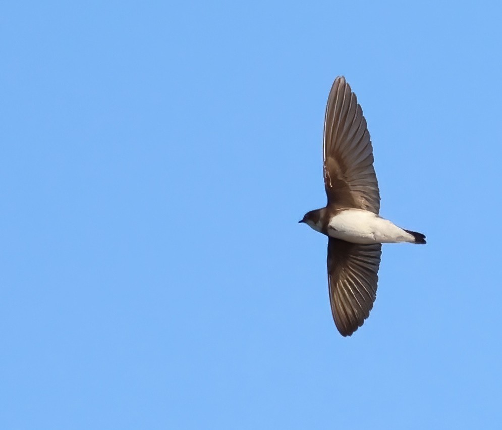 Bank Swallow - ML644015578