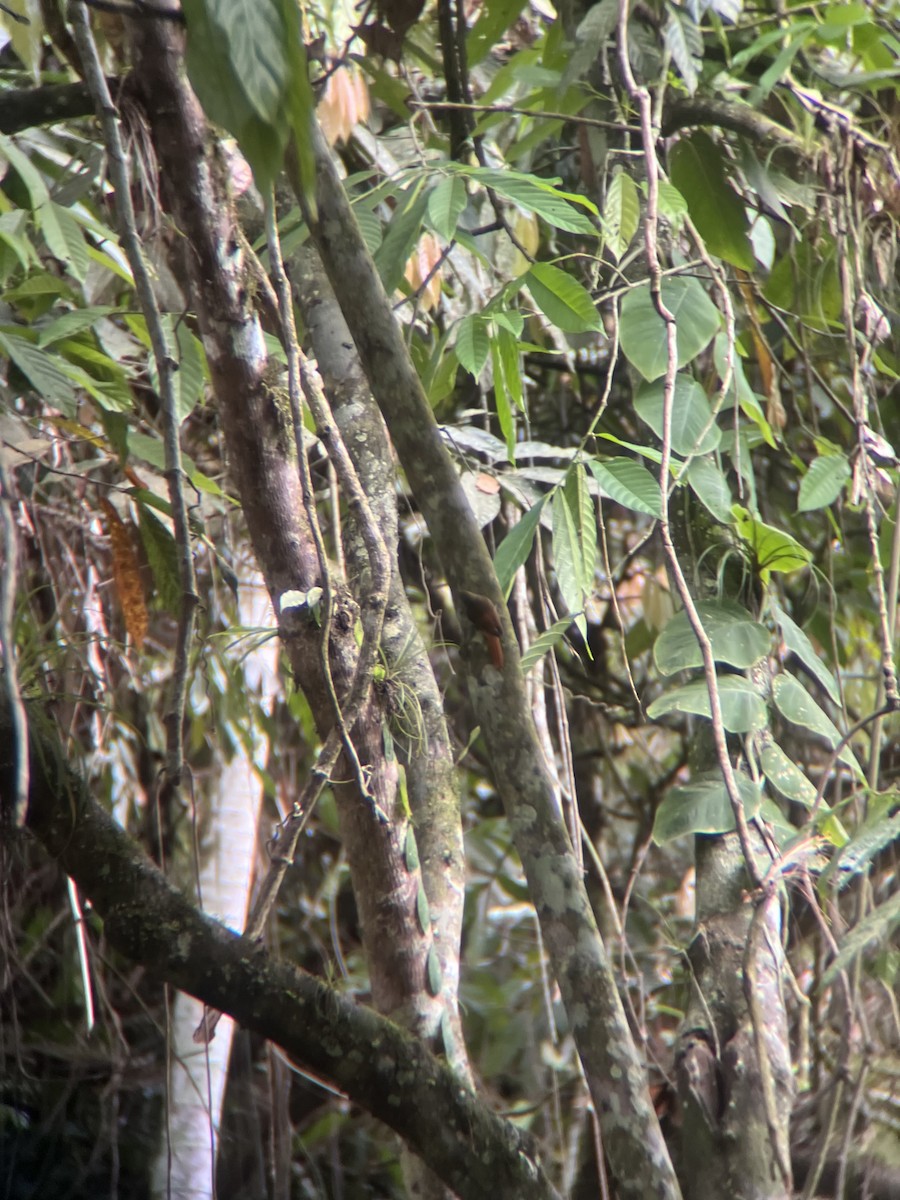 Olivaceous Woodcreeper - ML644015586