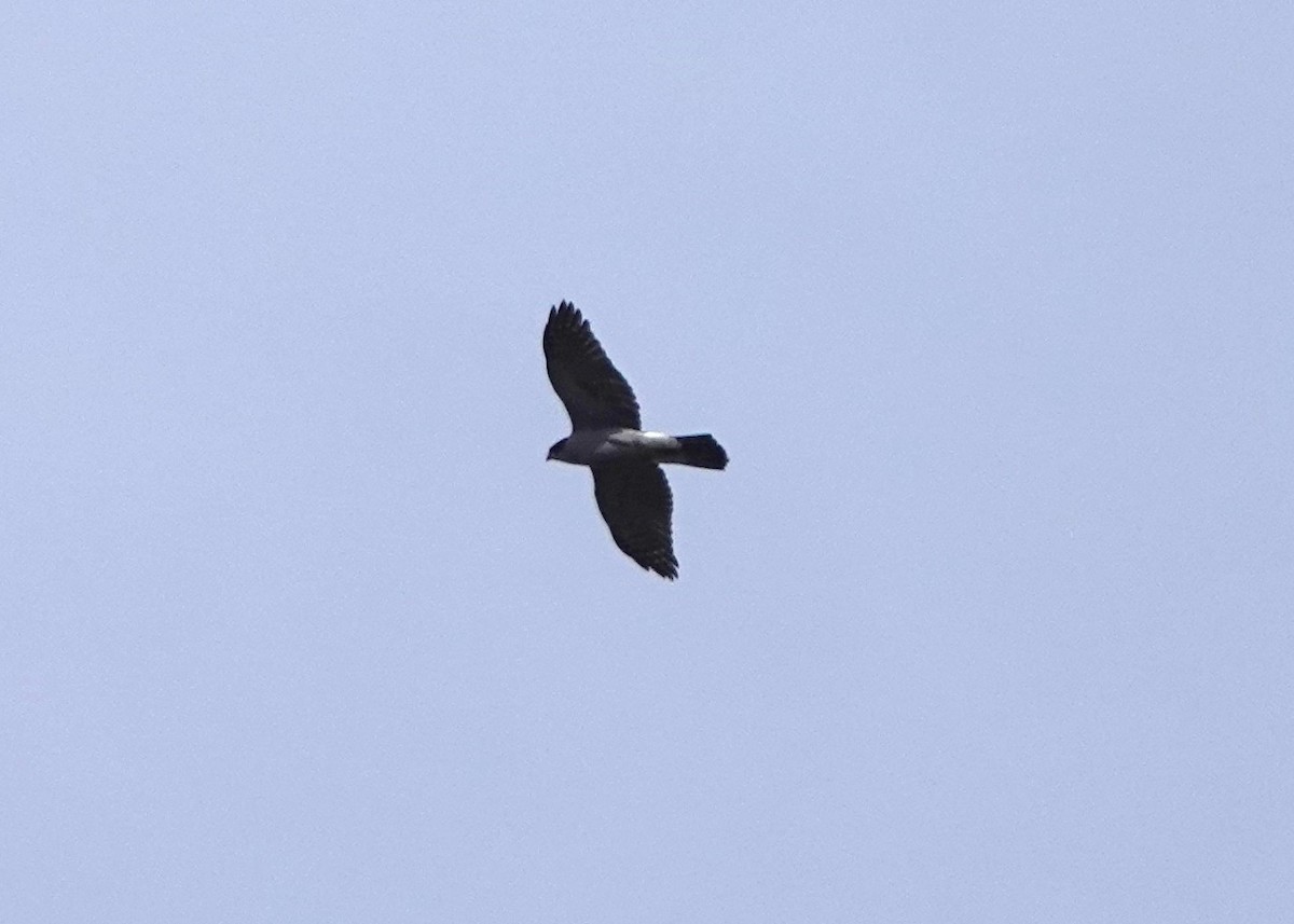 American Goshawk - ML644015598