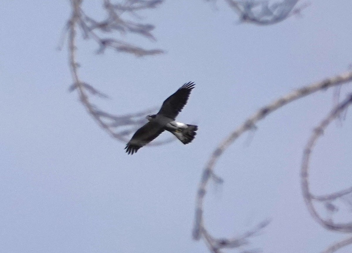 American Goshawk - ML644015599