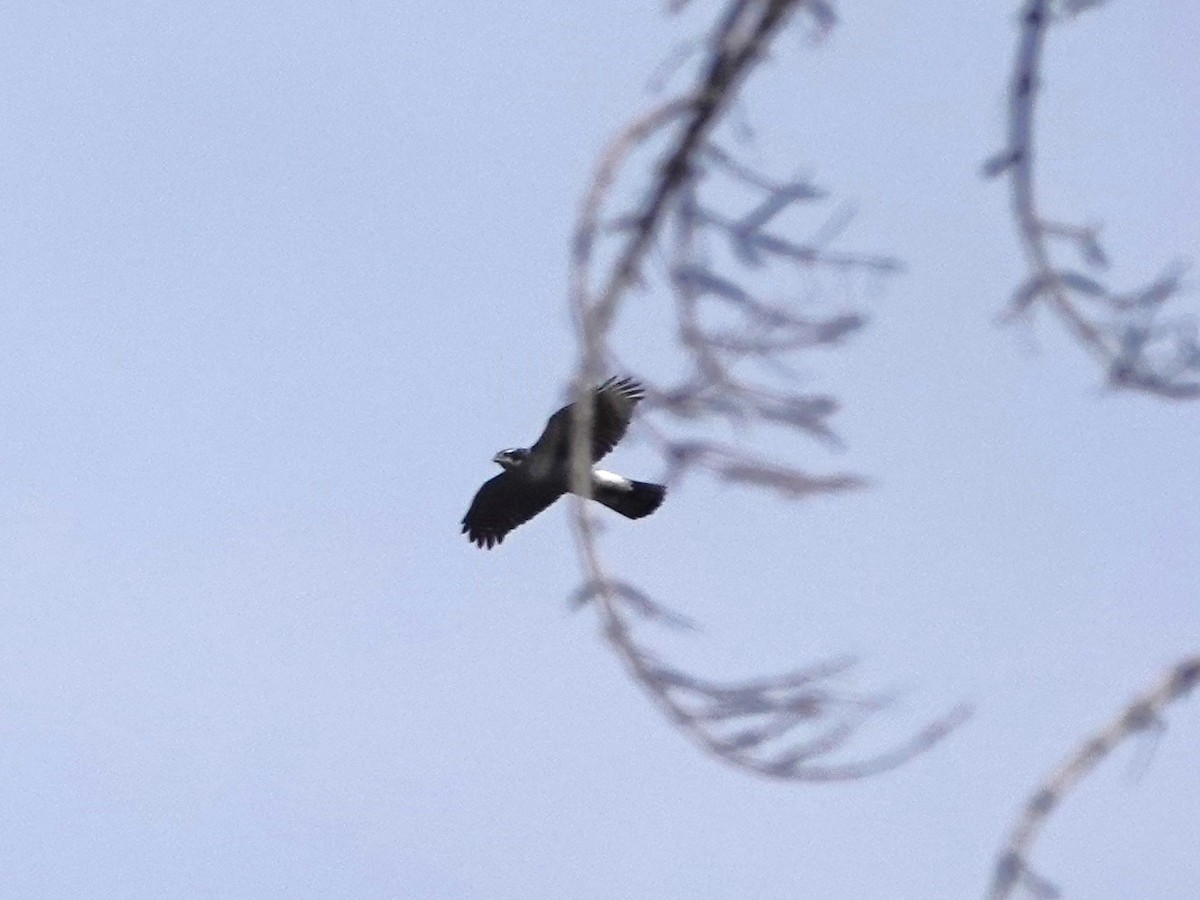 American Goshawk - ML644015601