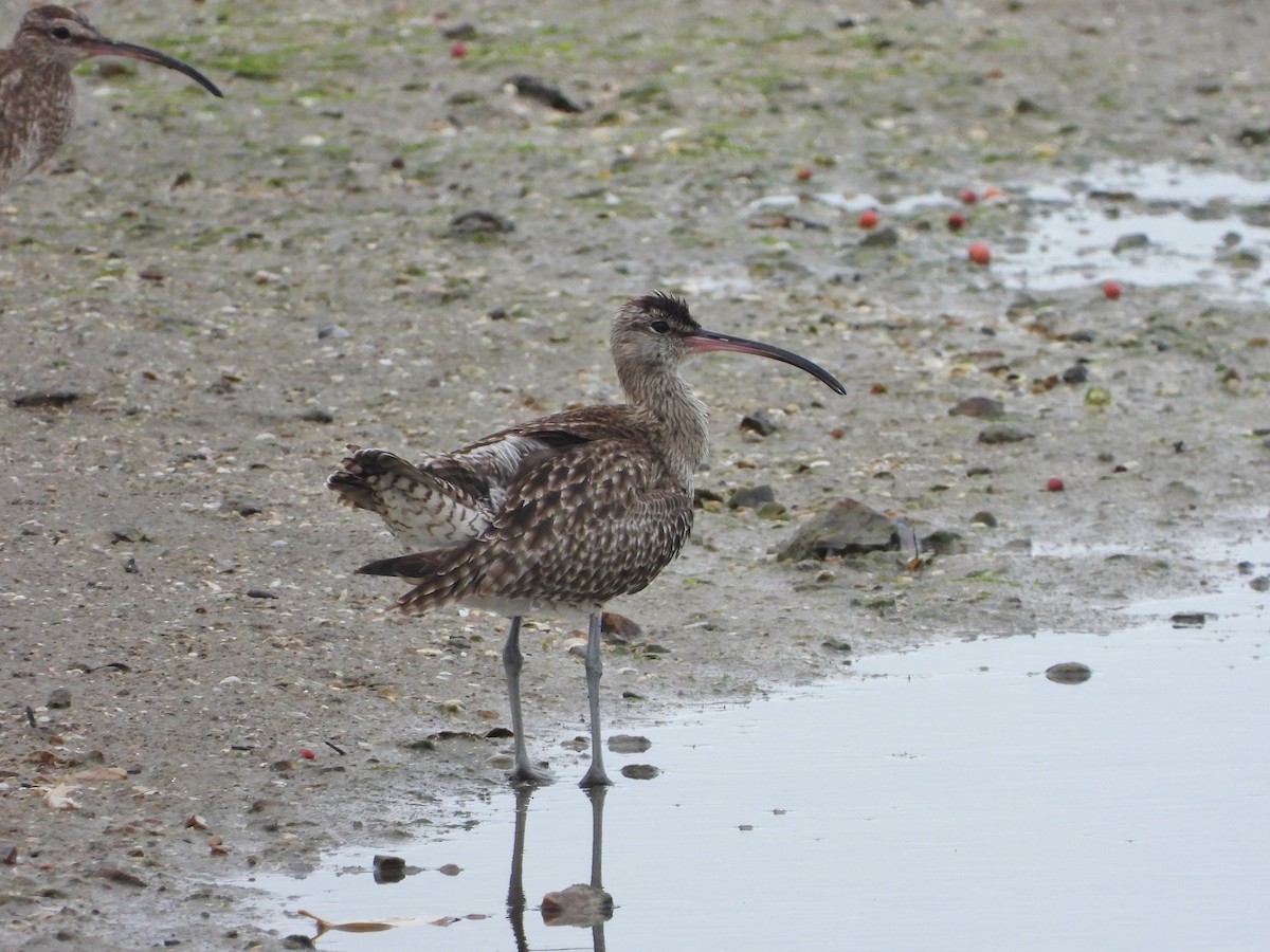 Eurasian Whimbrel - ML644015616