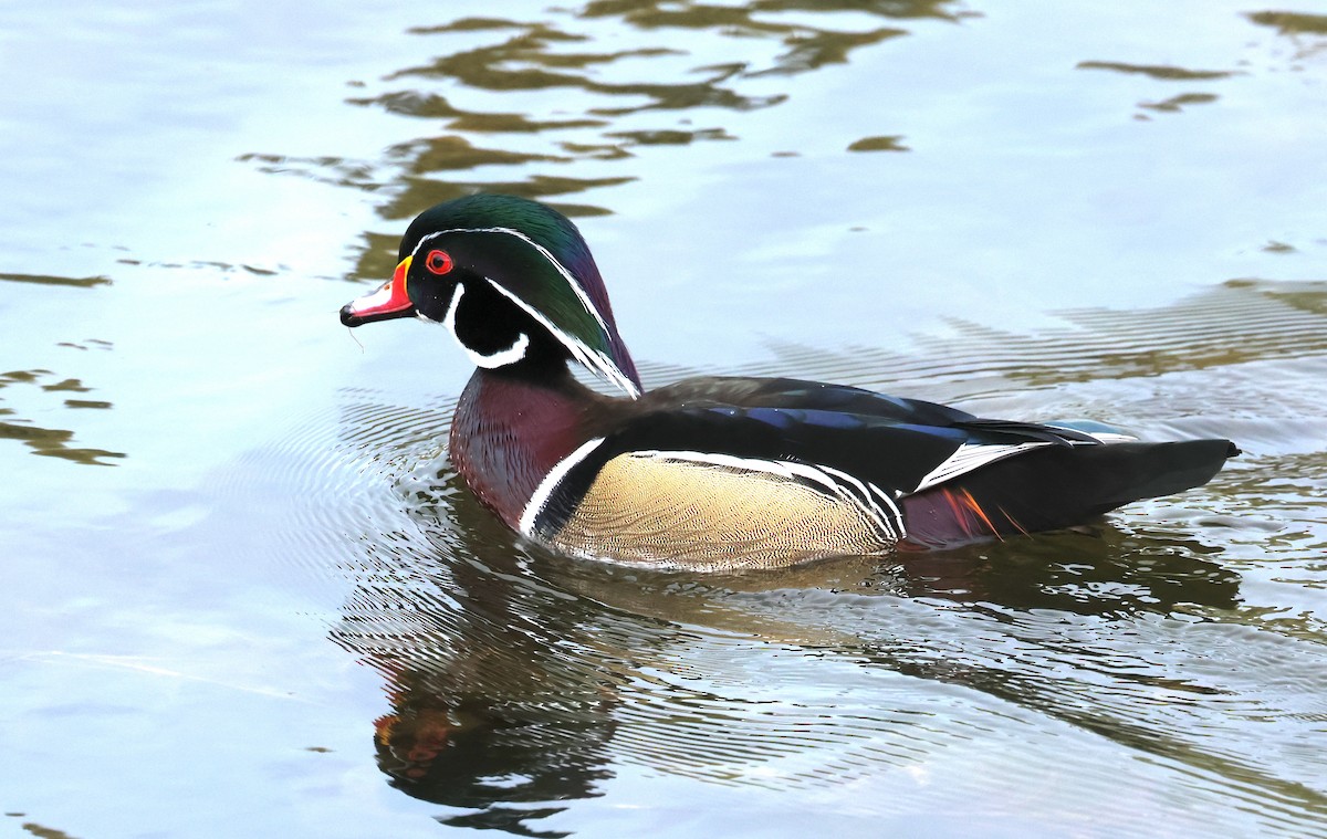 Wood Duck - ML644015648