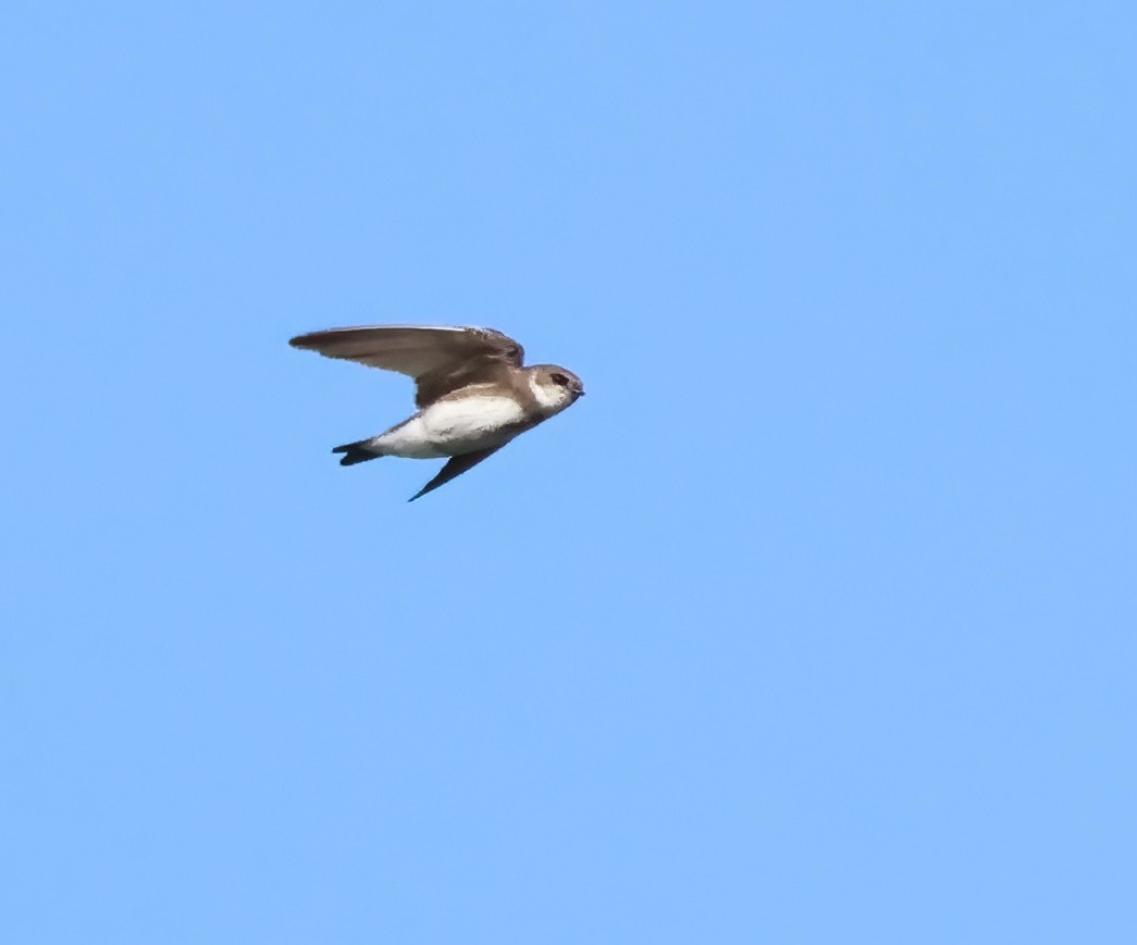 Bank Swallow - ML644015659