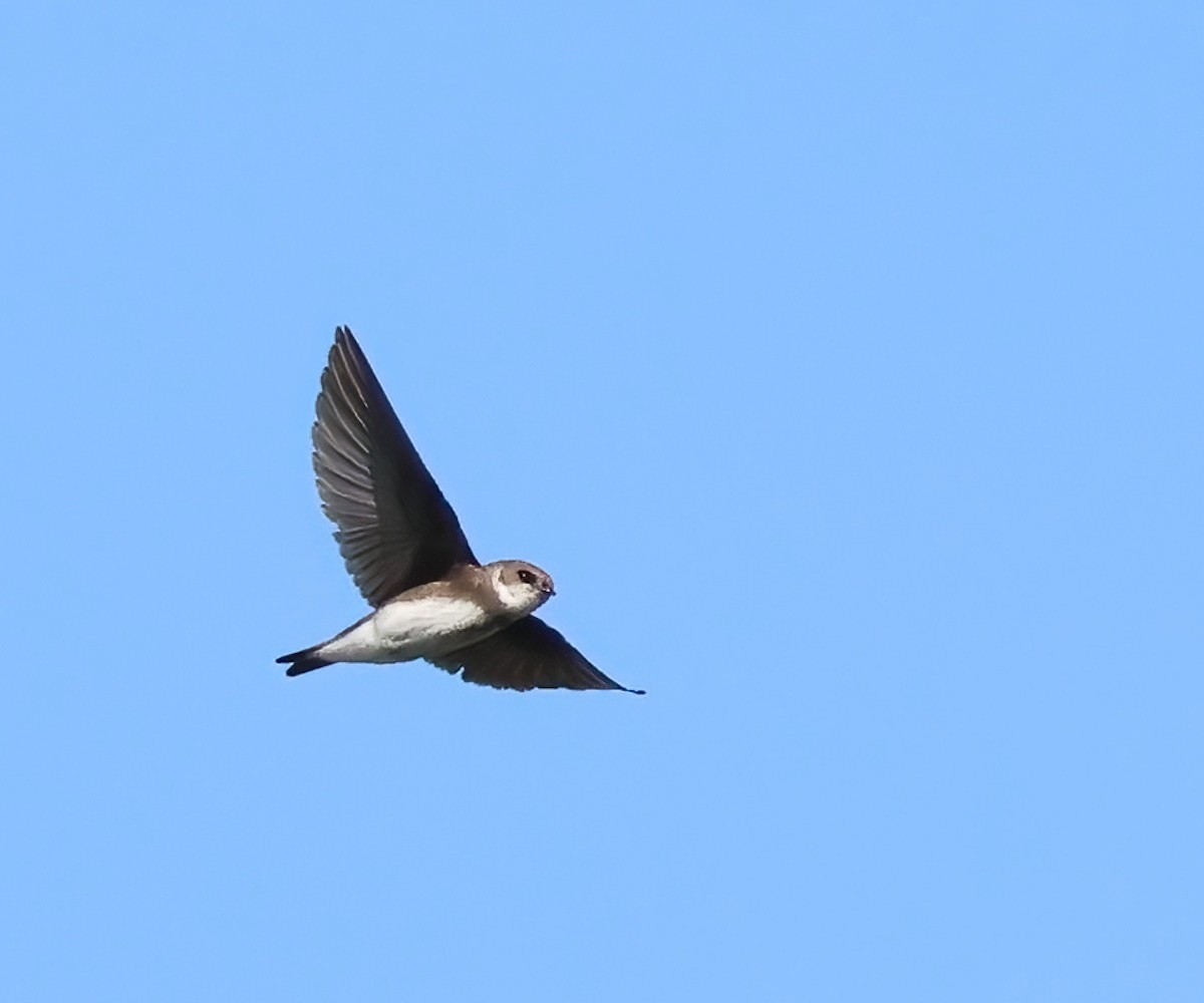 Bank Swallow - ML644015660