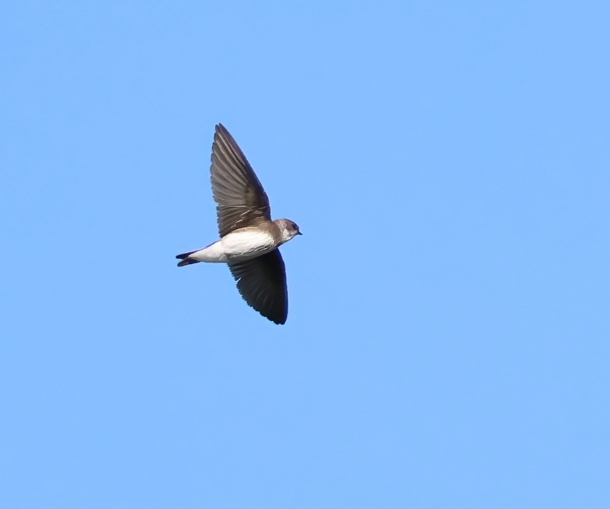 Bank Swallow - ML644015661