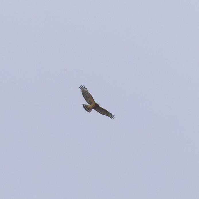 Red-shouldered Hawk - ML644015662