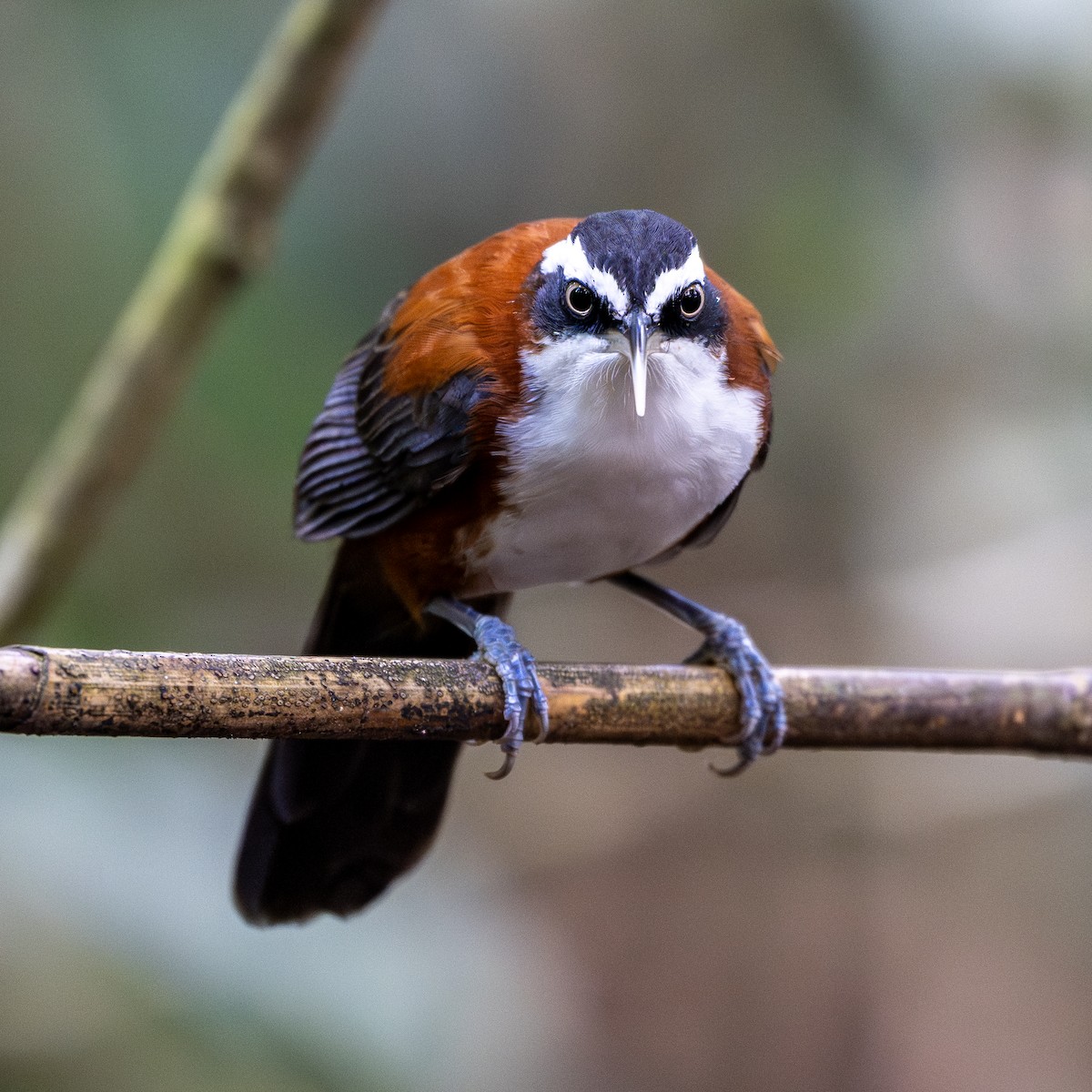 Sunda Scimitar-Babbler - ML644015663