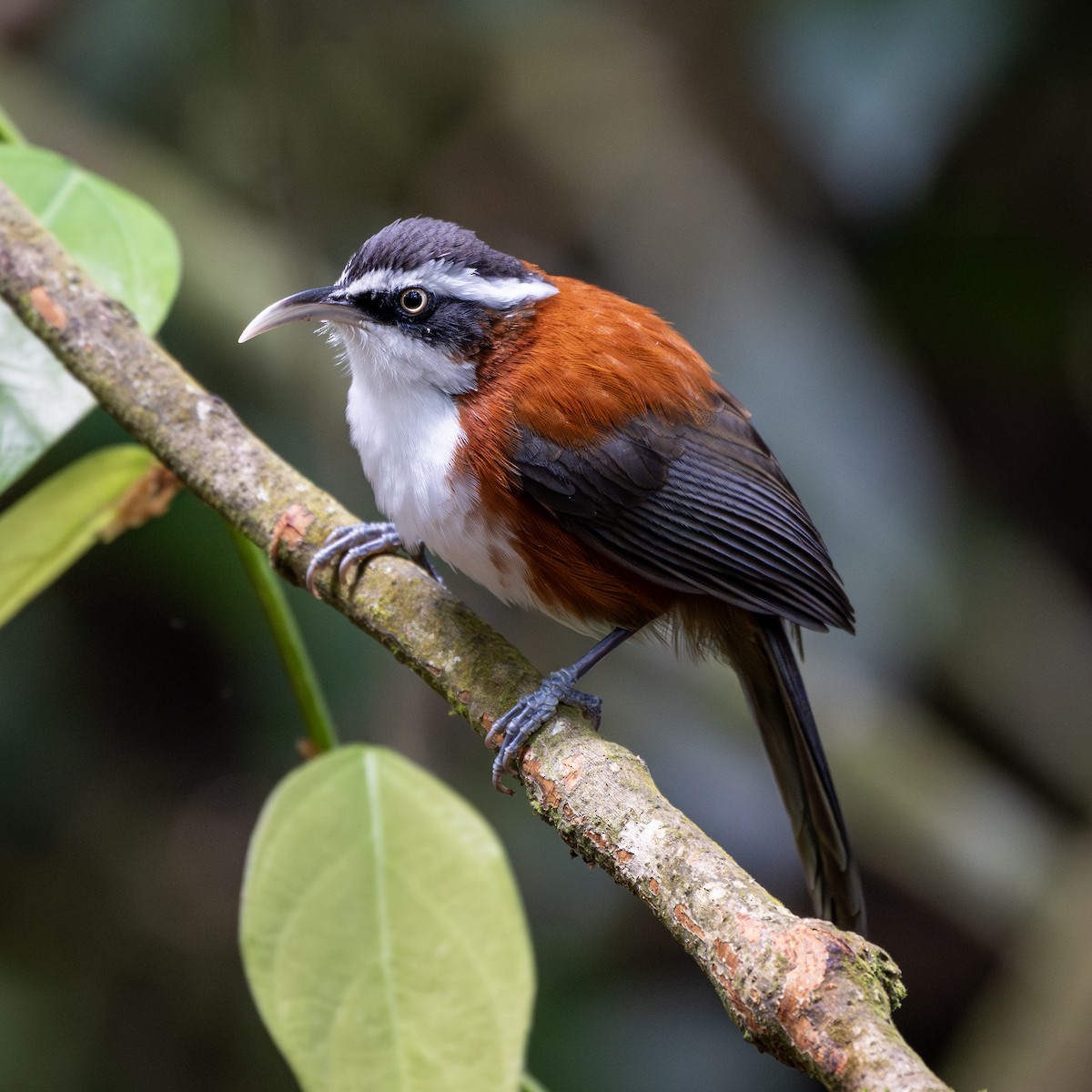 Sunda Scimitar-Babbler - ML644015665