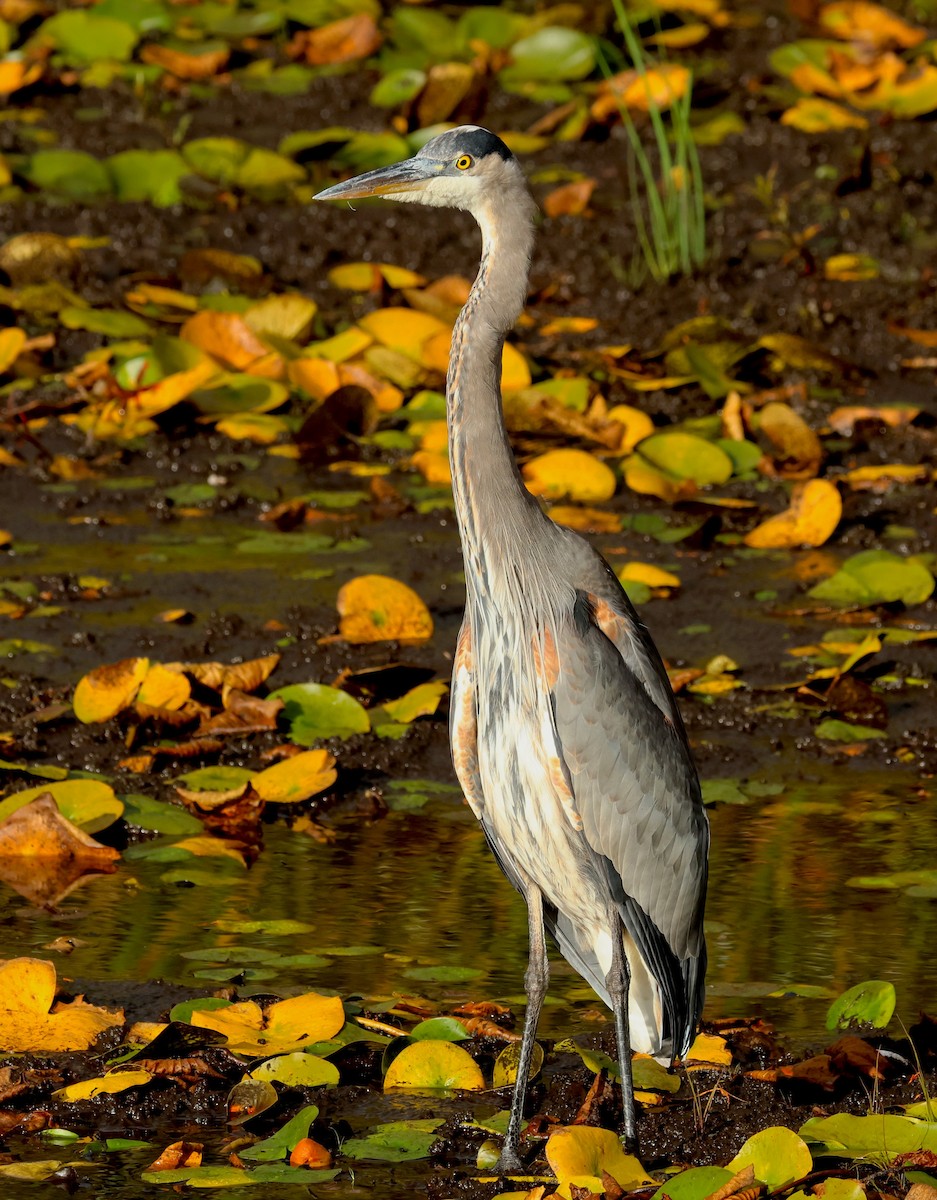 Great Blue Heron - ML644015711