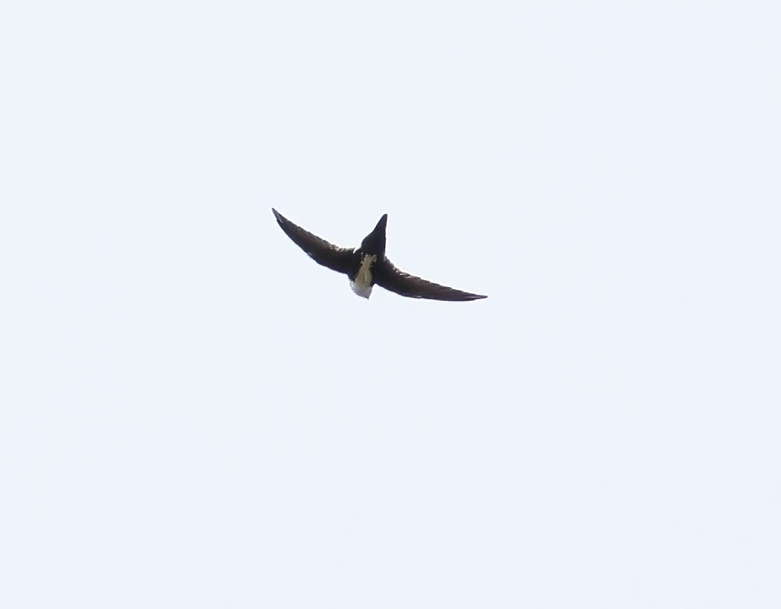 White-throated Swift - ML644015728