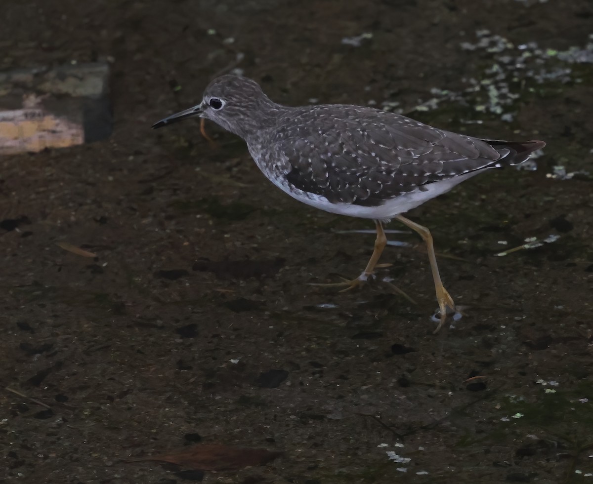 Solitary Sandpiper - ML644015735