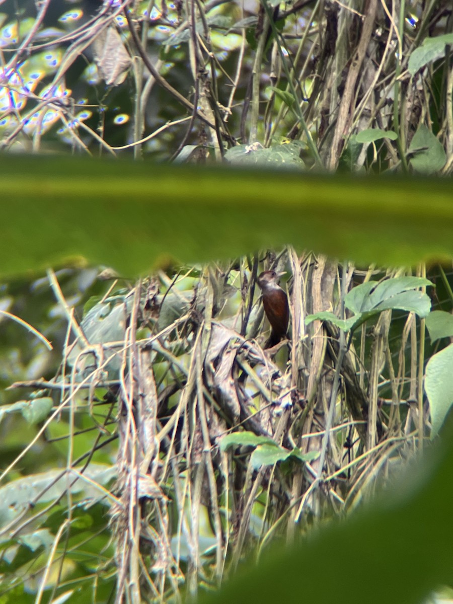 Scarlet-backed Woodpecker - ML644015737