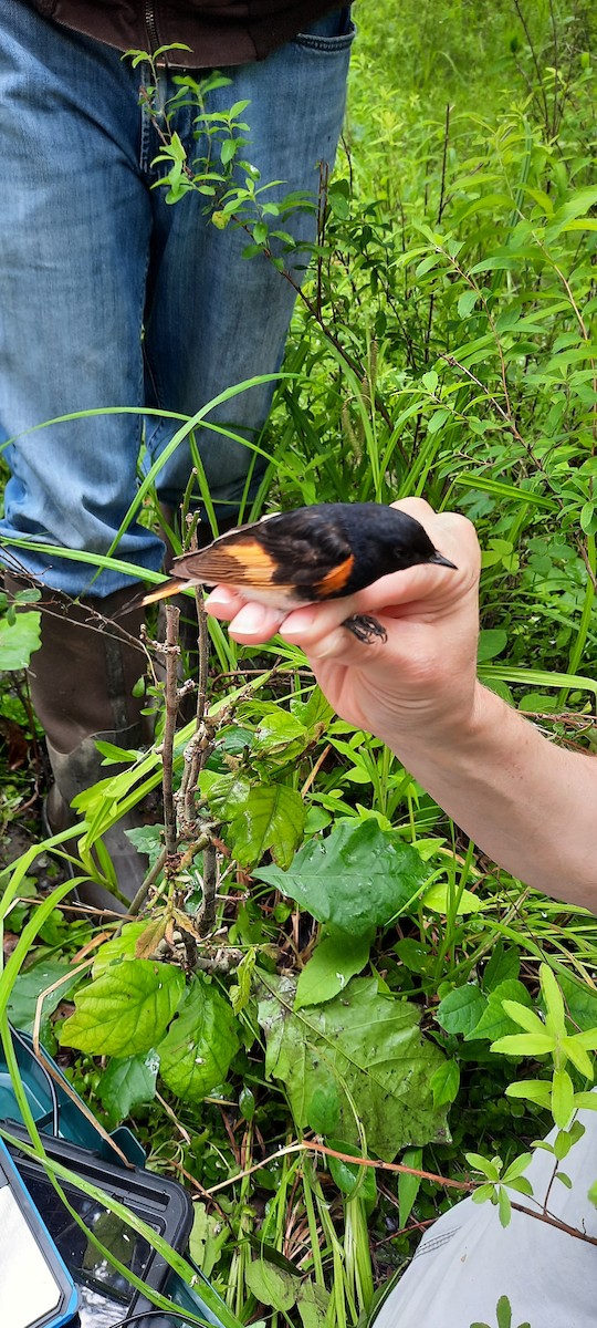 American Redstart - ML644015740