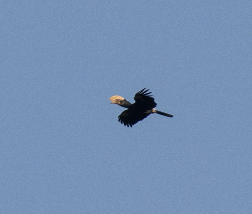 Silberwangen-Hornvogel - ML644015749