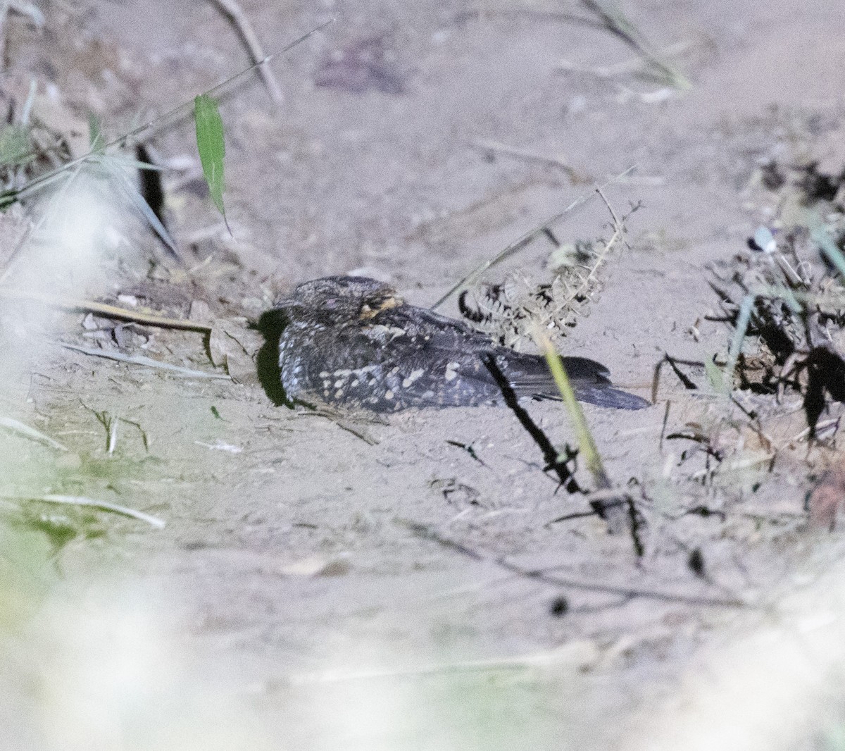 Montane Nightjar - ML644015776