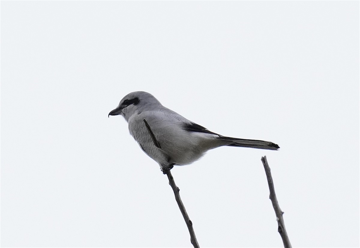 Northern Shrike - ML644015781