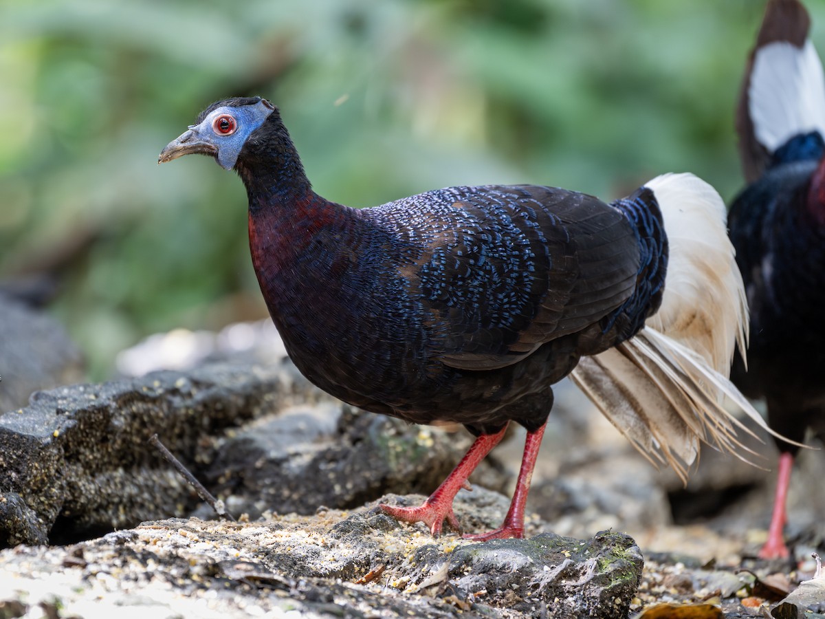 Bulwer's Pheasant - ML644015795