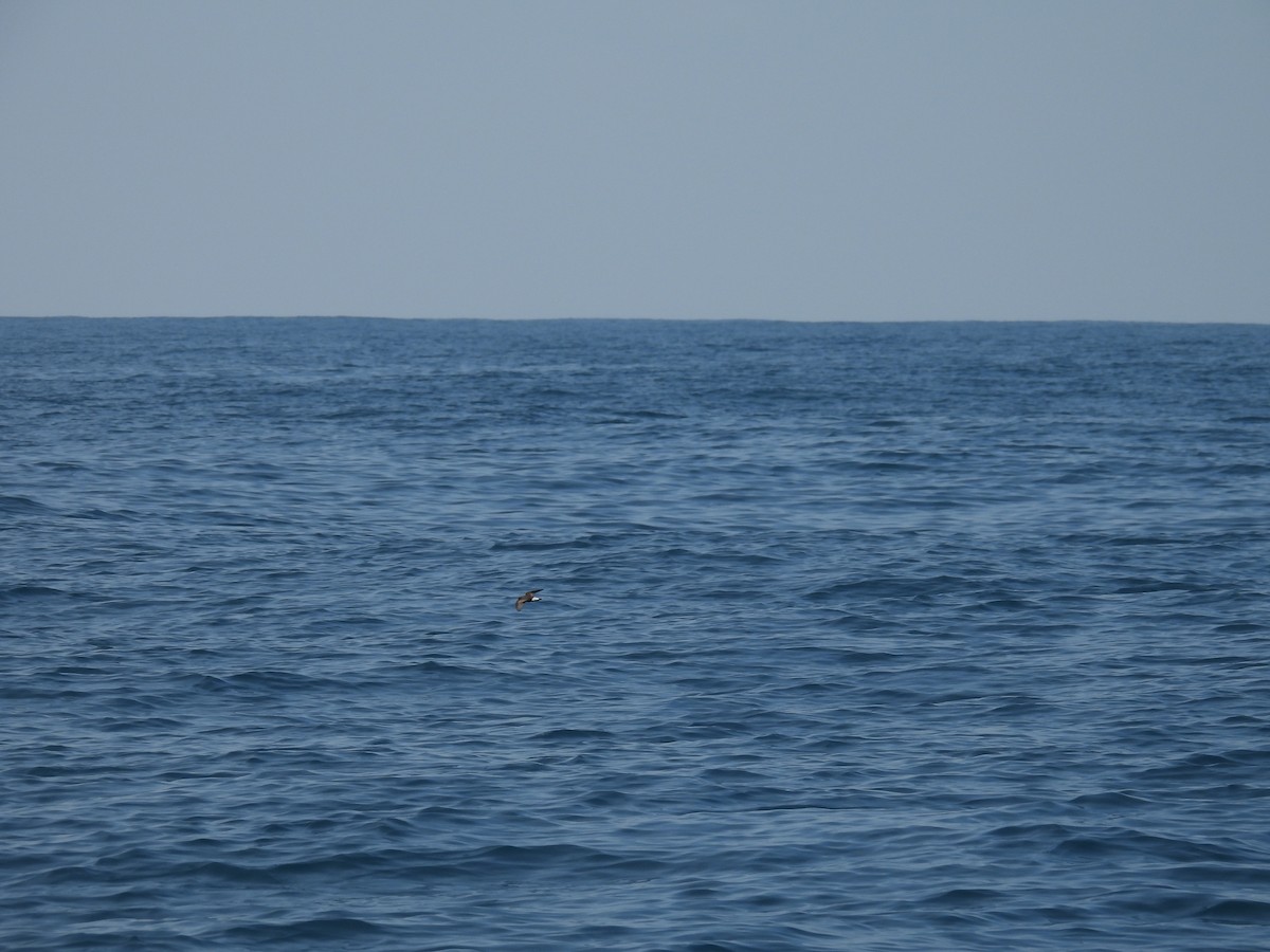 Wedge-rumped Storm-Petrel - ML644015807