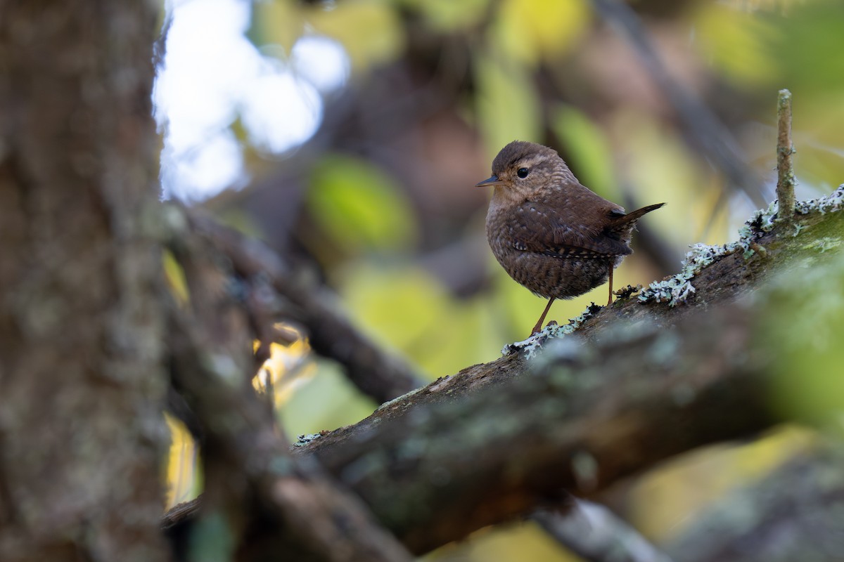 Winter Wren - ML644015831