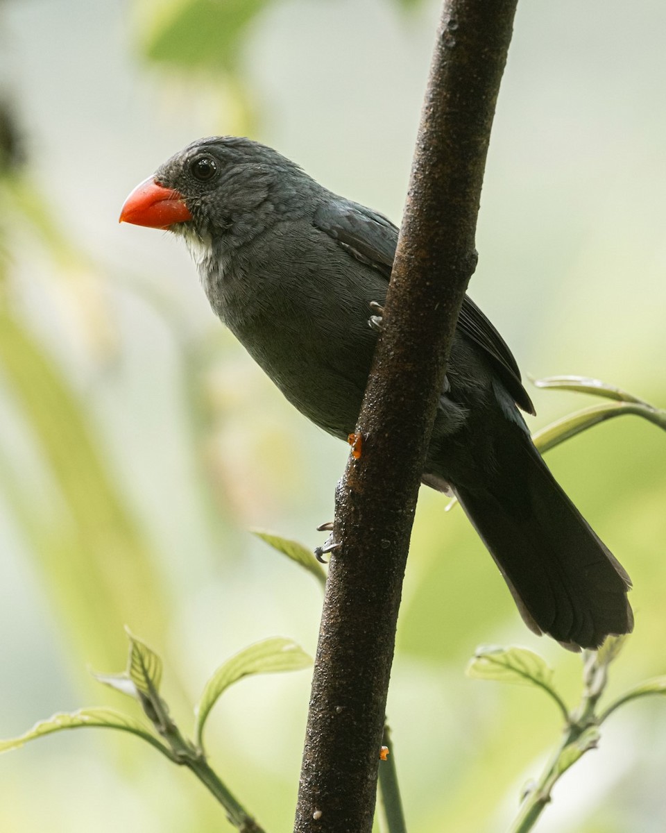 Slate-colored Grosbeak - ML644015842