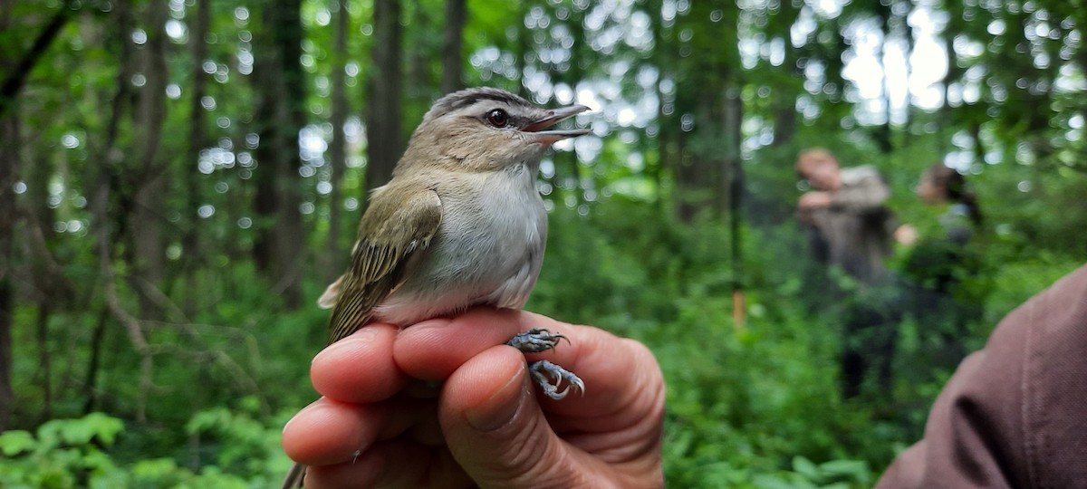 Red-eyed Vireo - ML644015868