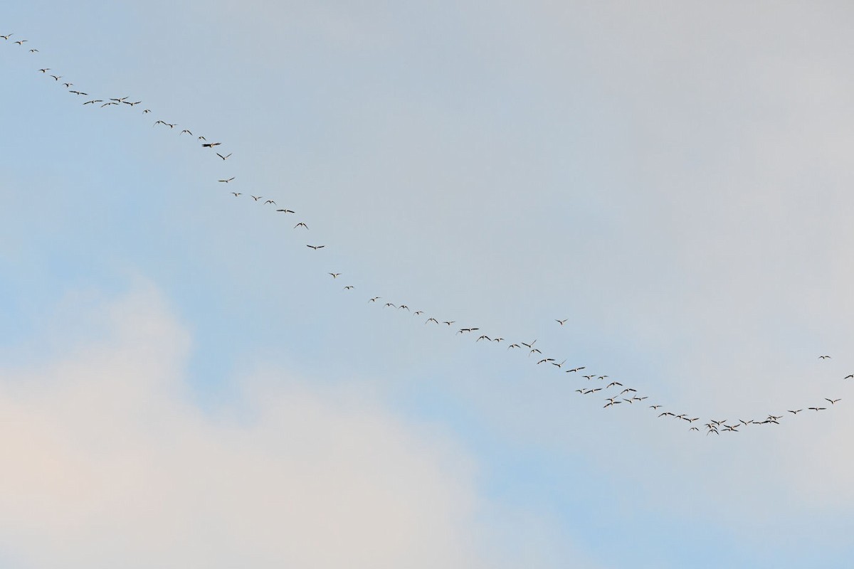 Snow Goose - ML644015869