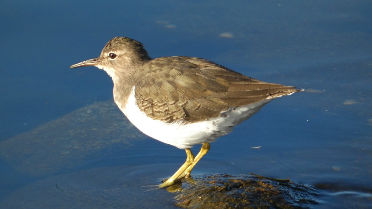 Spotted Sandpiper - ML644015876