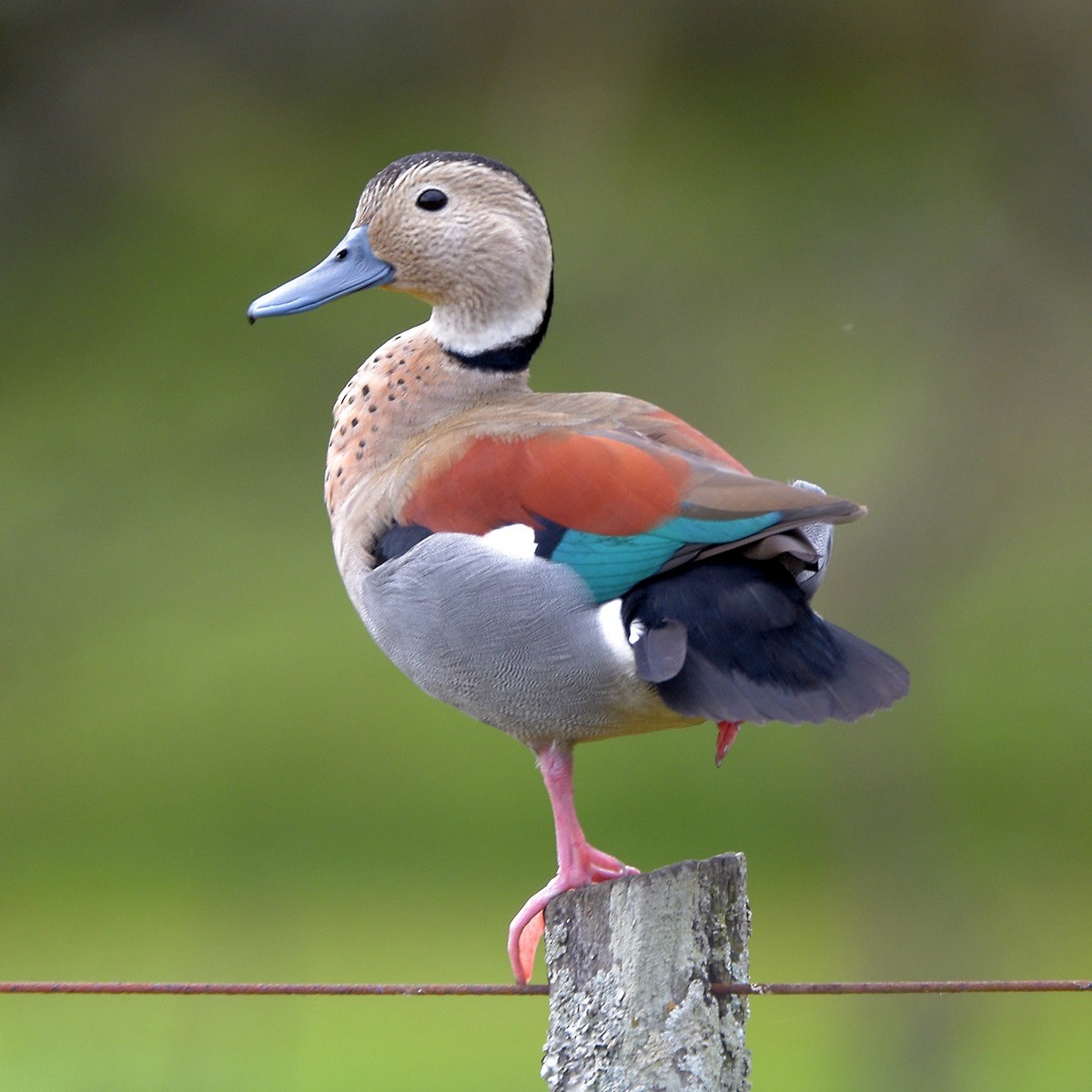 Rotschulterente - ML644015877