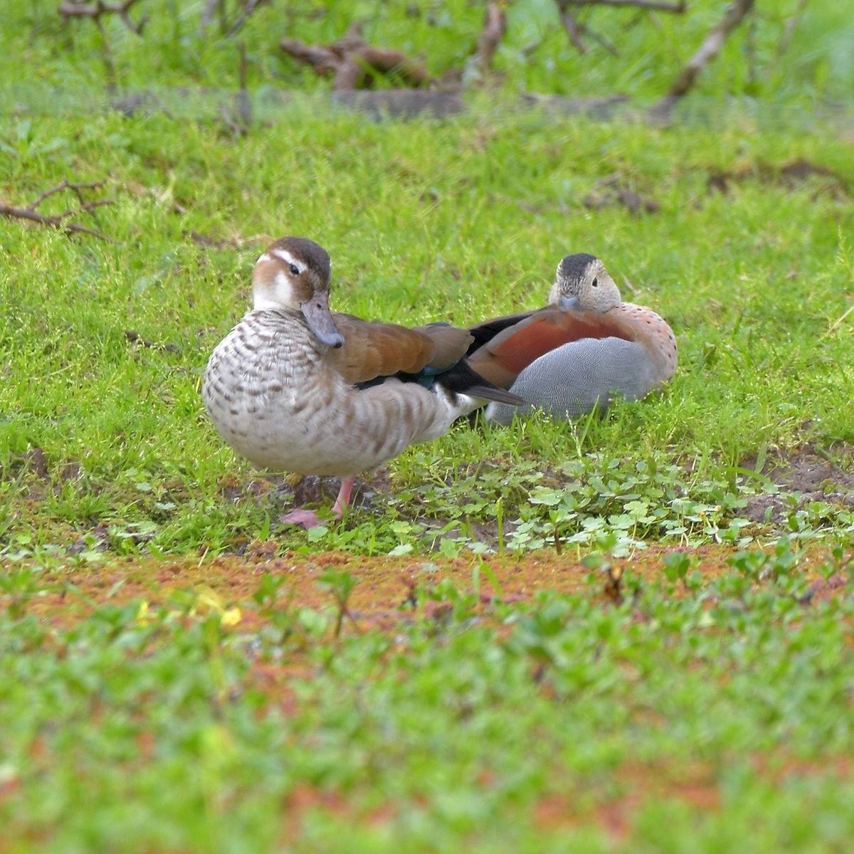 Rotschulterente - ML644015878