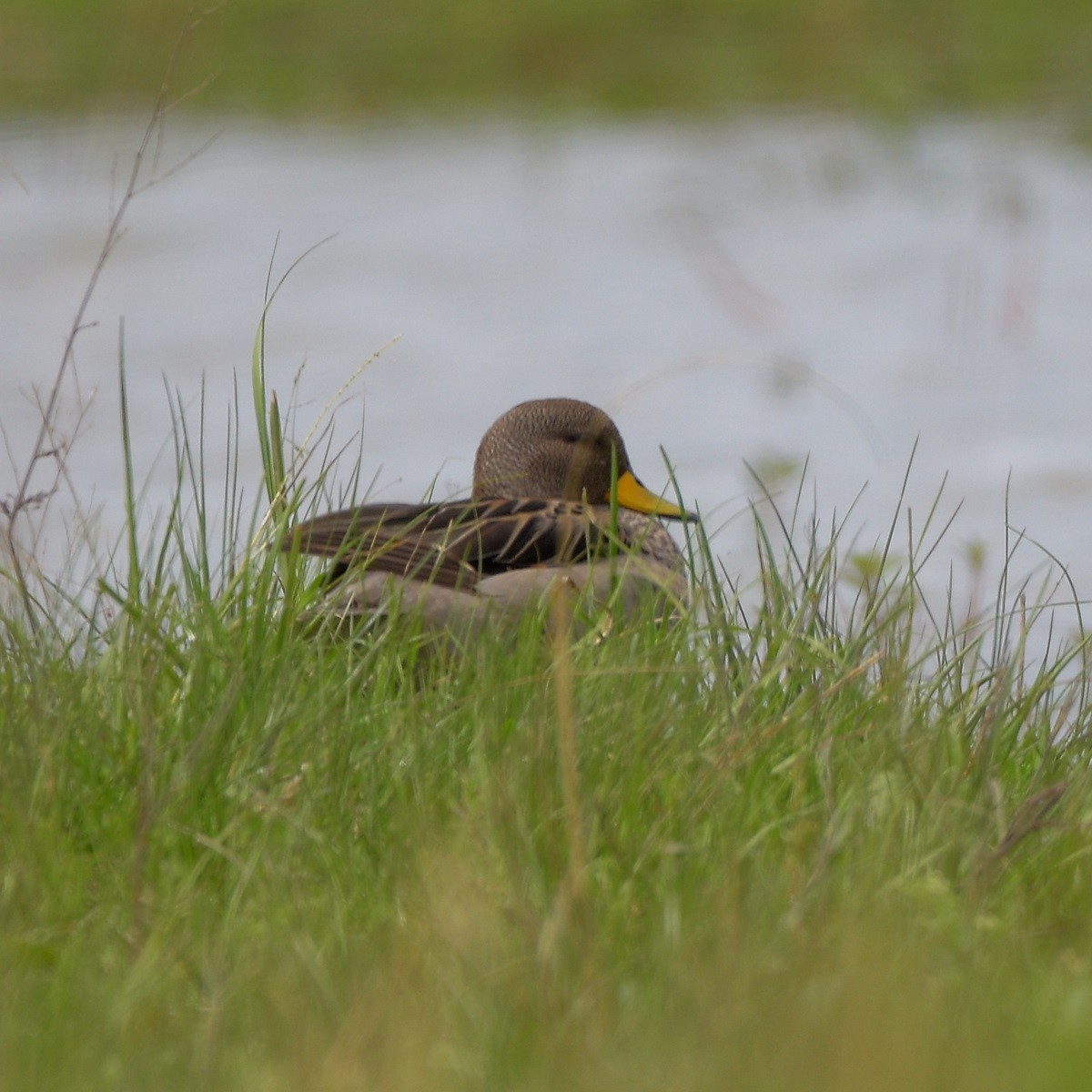 Yellow-billed Teal - ML644015882