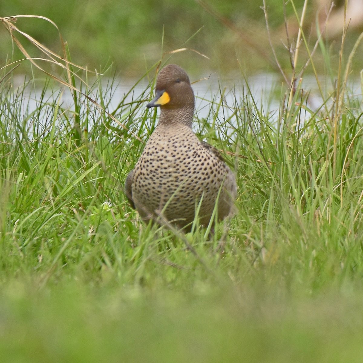 Yellow-billed Teal - ML644015883