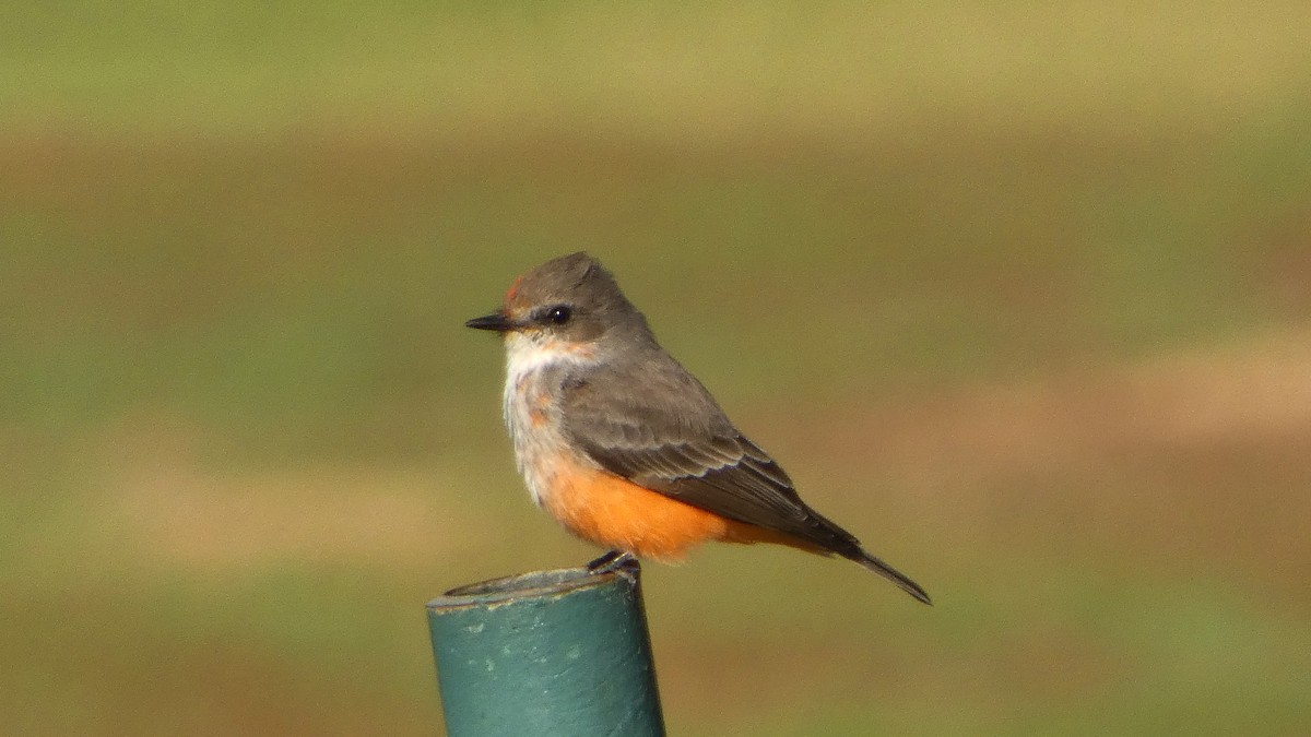 Vermilion Flycatcher - ML644015885