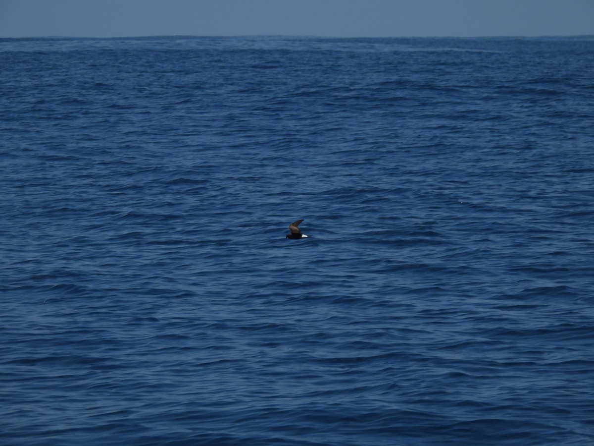 Wedge-rumped Storm-Petrel - ML644015886