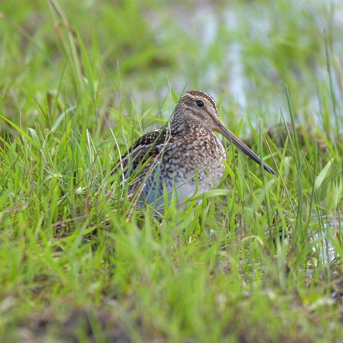 Pantanal Snipe - ML644015921