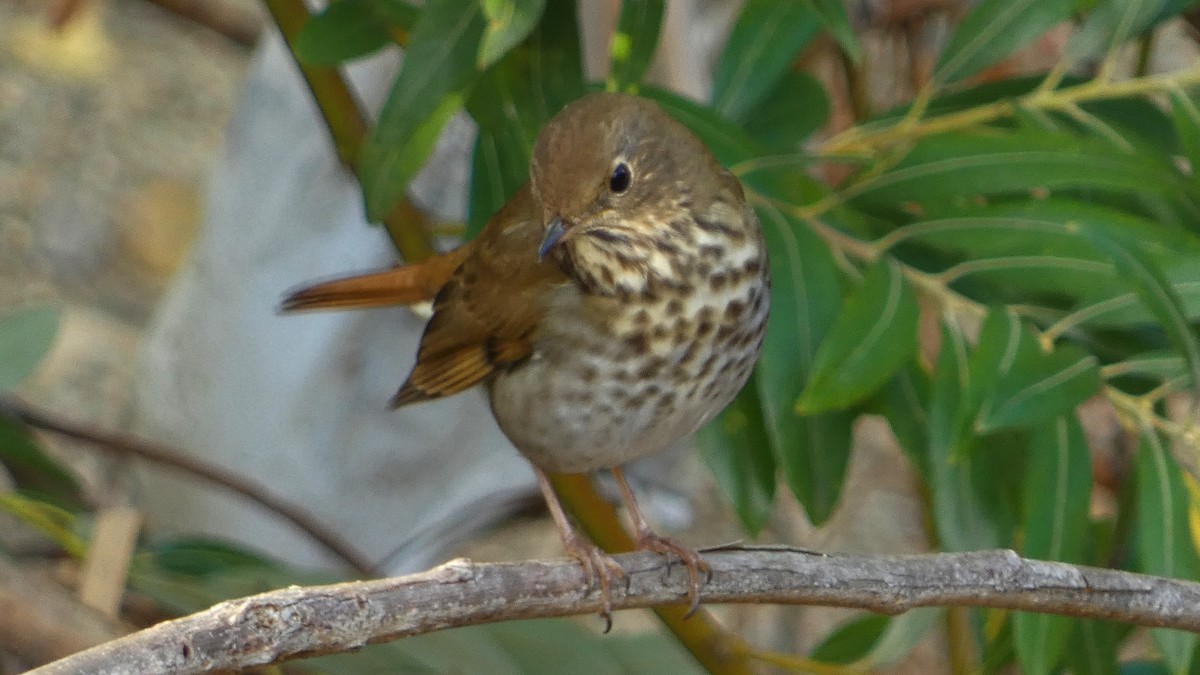 Hermit Thrush - ML644015922