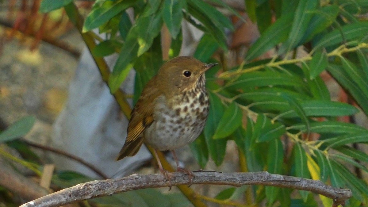 Hermit Thrush - ML644015923