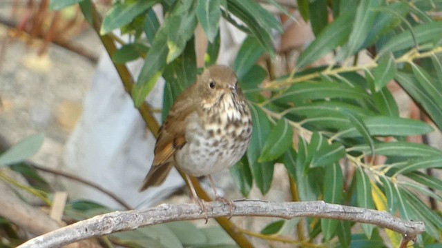 Дрозд-отшельник - ML644015925