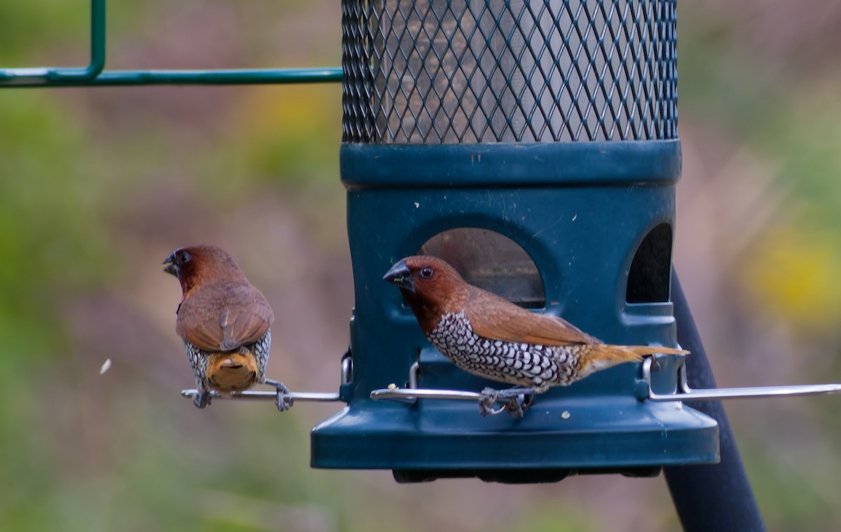 Scaly-breasted Munia - ML644015940