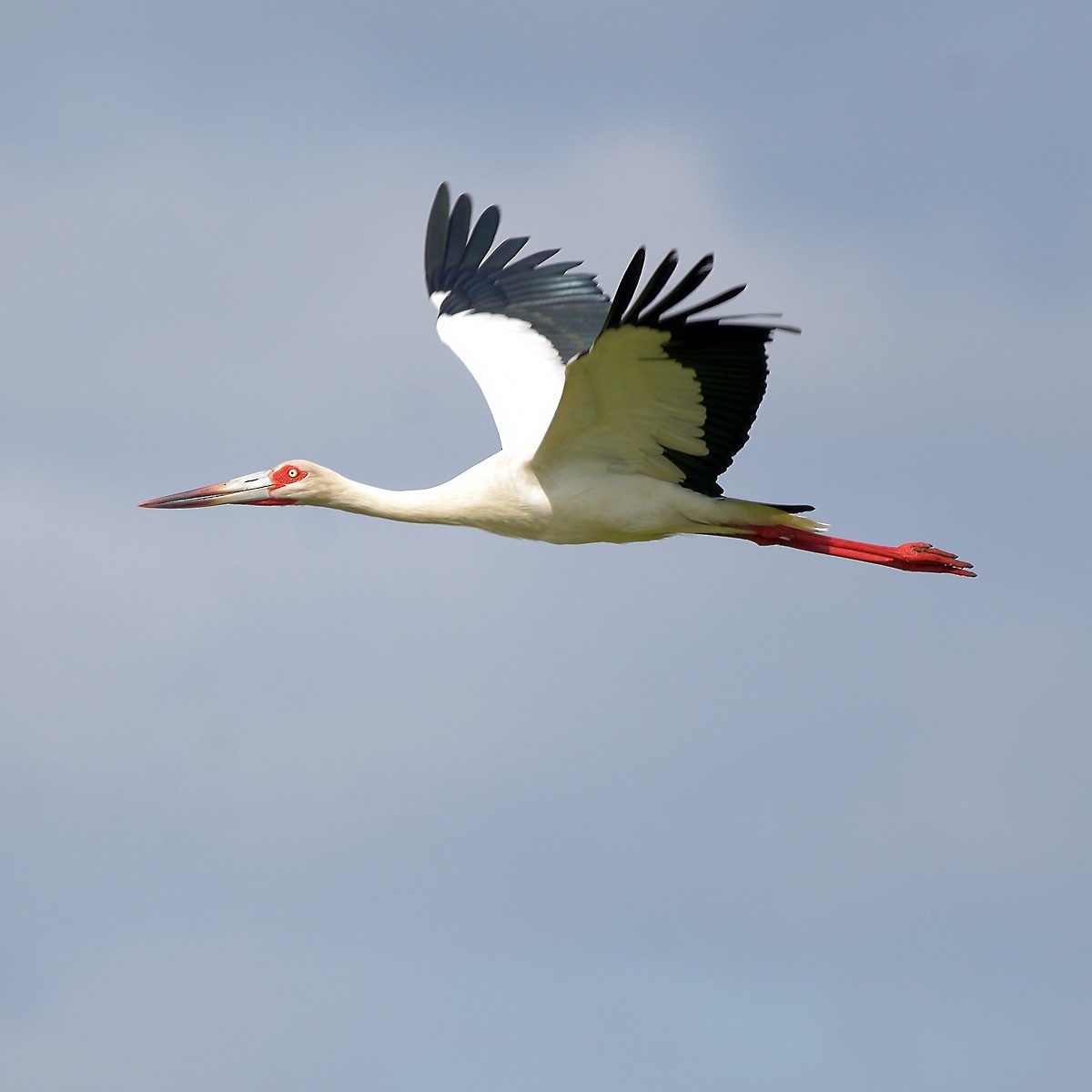 Maguari Stork - ML644015949
