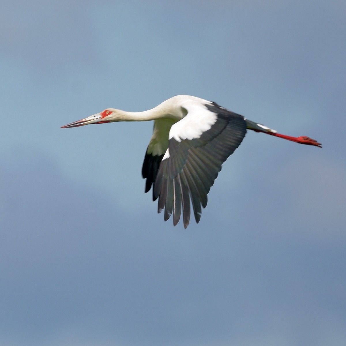 Maguari Stork - ML644015950