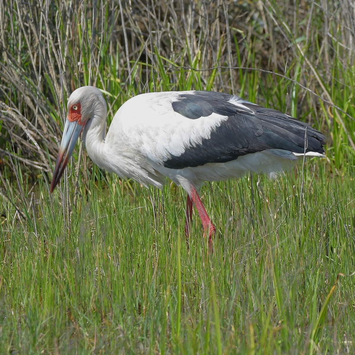 Maguari Stork - ML644015951