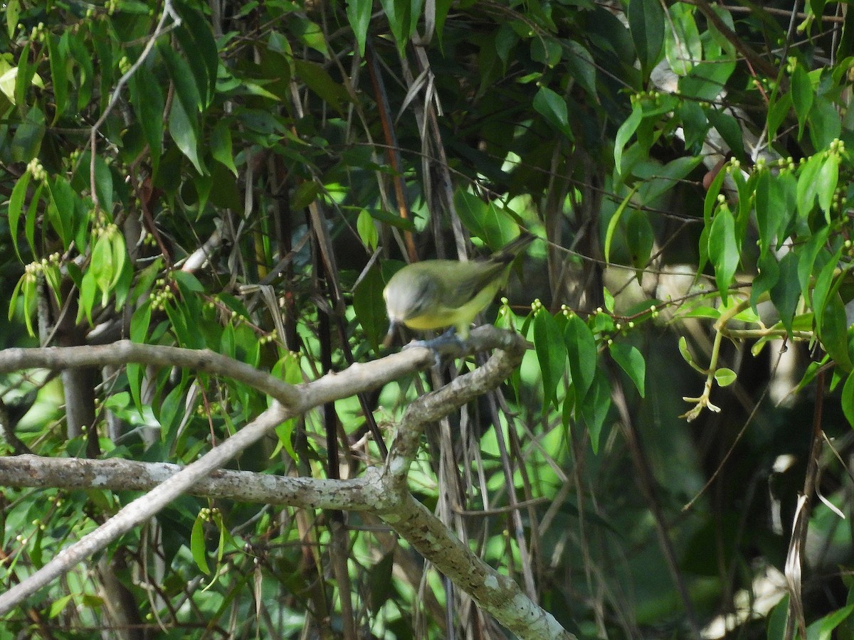 Philadelphia Vireo - ML644015963