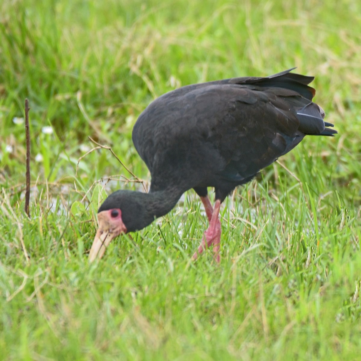 rødmaskeibis - ML644015970