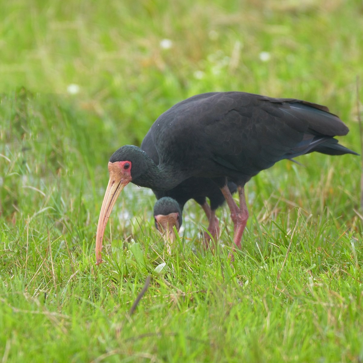 rødmaskeibis - ML644015971