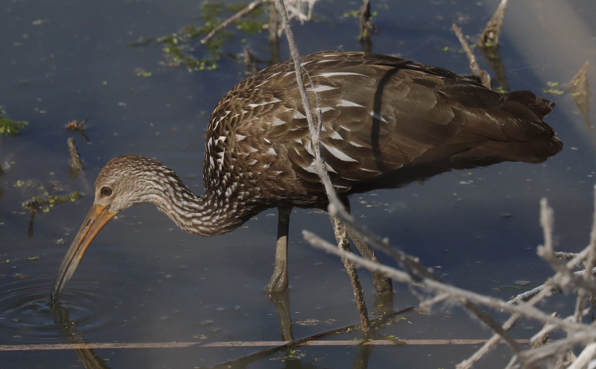 Limpkin - ML644015977
