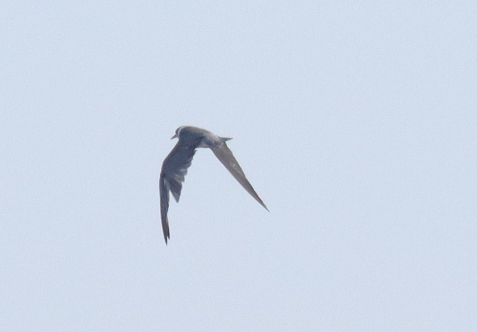 Black Tern - ML644015993