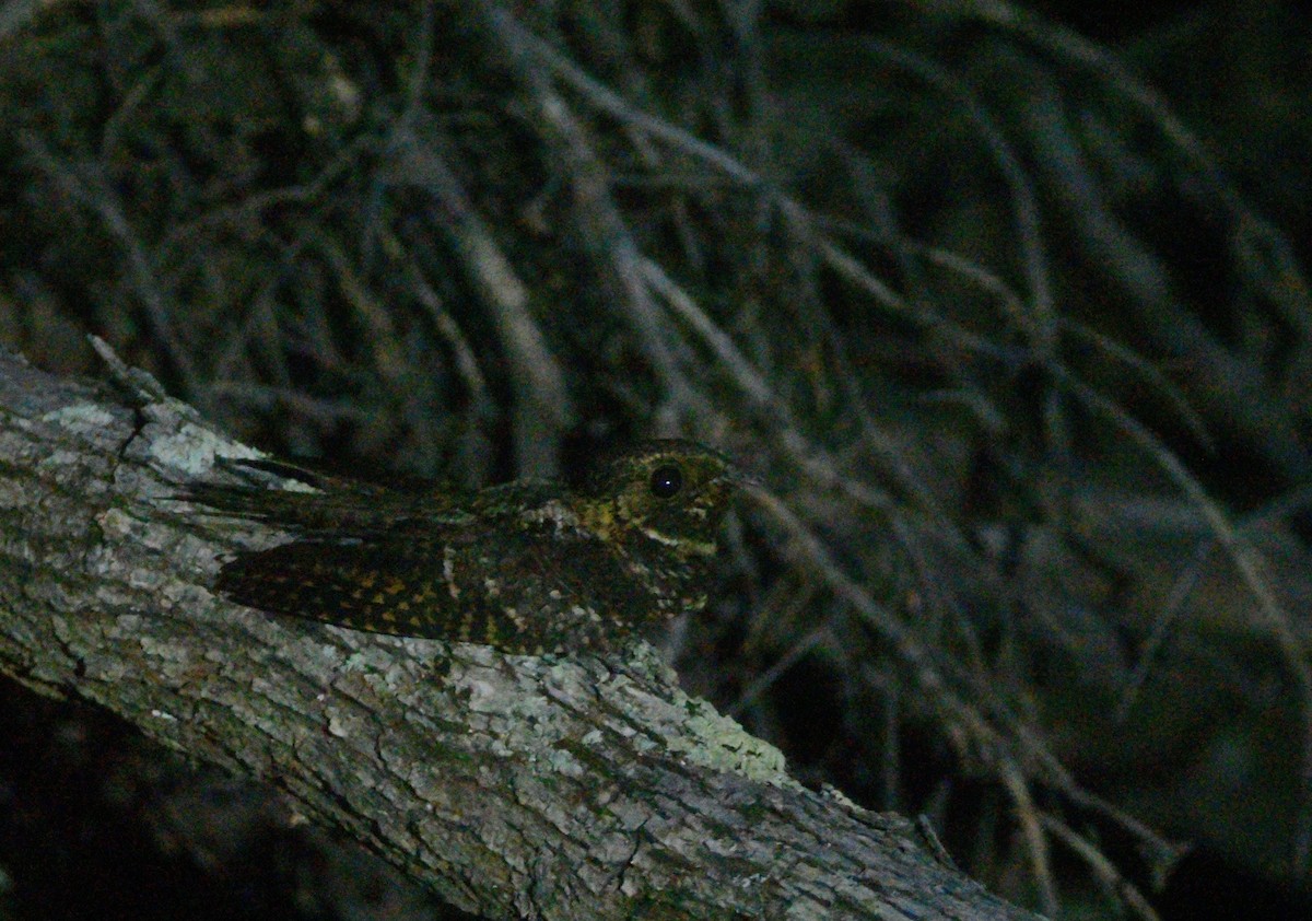 Mexican Whip-poor-will - ML644016006