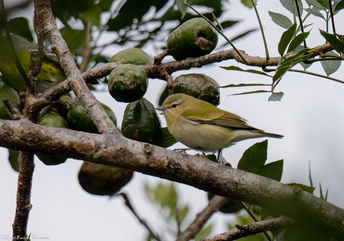 Tennessee Warbler - ML644016007